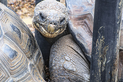 Frustrated Galapagos Tortoise - Geochelone nigra ♂︎ His way was blocked by posts. He tried and tried and ... Chelonoidis nigra,Galápagos tortoise