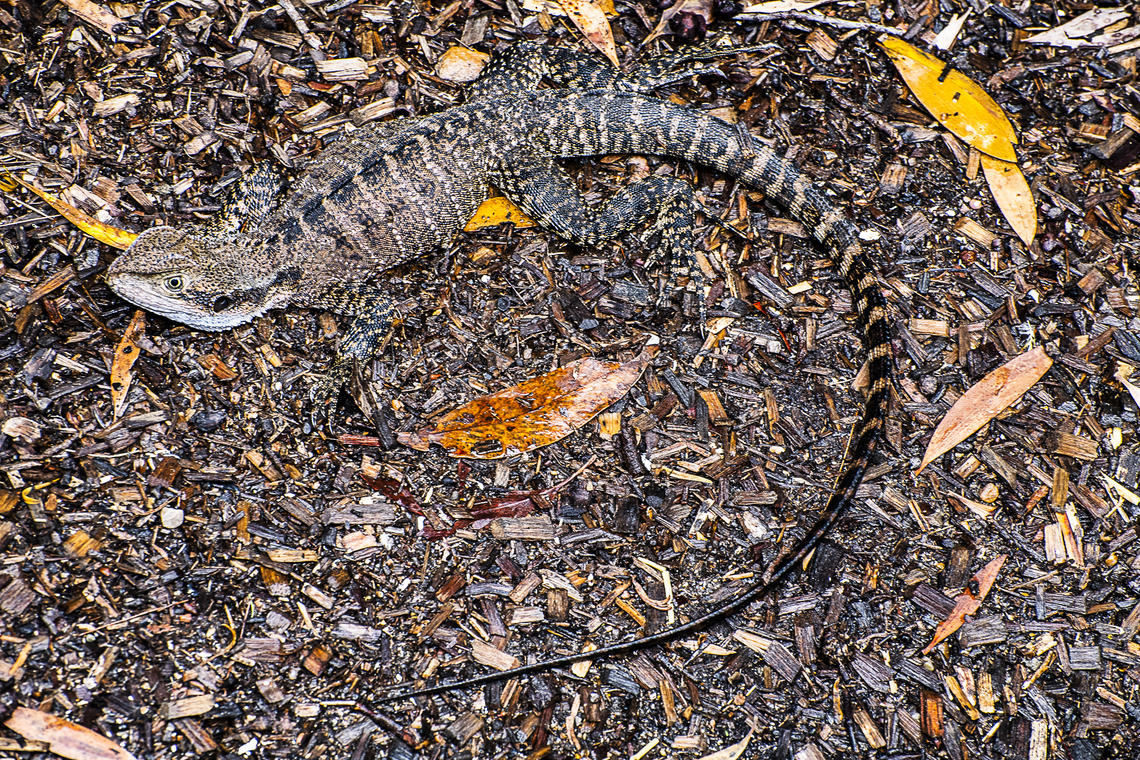 Bearded Dragon  Australia,Eastern bearded dragon,Geotagged,Pogona,Pogona barbata,Summer