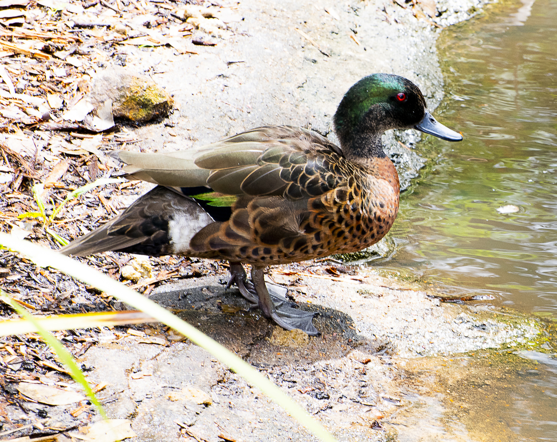 Anas castanea - Chestnut Teal  ♂︎  Anas castanea,Australia,Chestnut teal,Geotagged,Summer