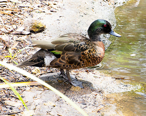 Anas castanea - Chestnut Teal  ♂︎  Anas castanea,Australia,Chestnut teal,Geotagged,Summer