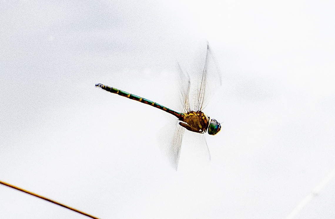 Australian Emerald Dragonfly  Australia,Australian emerald,Geotagged,Hemicordulia australiae,Summer