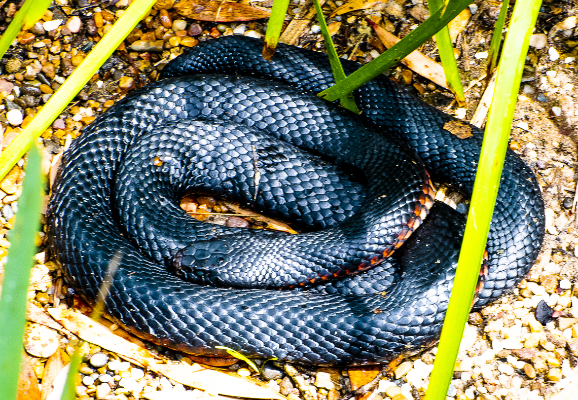 Red-Bellied Black Snake  Australia,Geotagged,Pseudechis porphyriacus,Red-bellied black snake,Summer