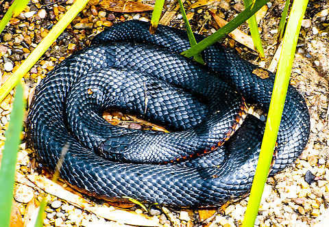 Red-Bellied Black Snake  Australia,Geotagged,Pseudechis porphyriacus,Red-bellied black snake,Summer
