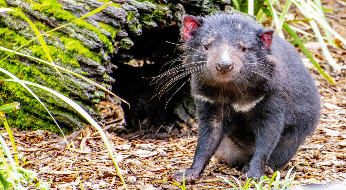 Tasmanian Devil Seems sad Australia,Geotagged,Sarcophilus harrisii,Summer,Tasmanian devil