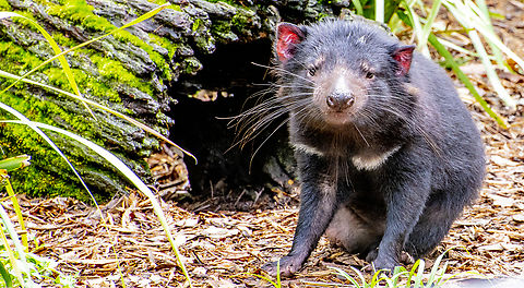 Tasmanian Devil Seems sad Australia,Geotagged,Sarcophilus harrisii,Summer,Tasmanian devil