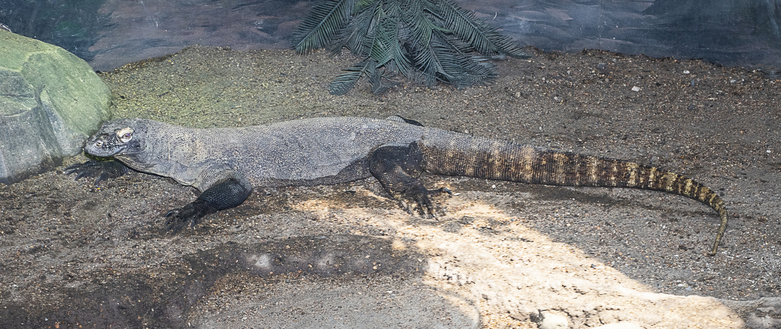 Komodo Dragon One of two captive behind glass - wonderful creature in the wrong place :-( Australia,Geotagged,Komodo dragon,Summer,Varanus komodoensis