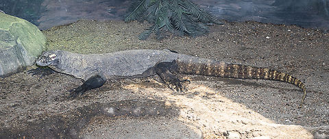 Komodo Dragon One of two captive behind glass - wonderful creature in the wrong place :-( Australia,Geotagged,Komodo dragon,Summer,Varanus komodoensis