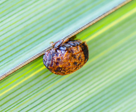 Australian Tortoise Beetle  Australia,Geotagged,Summer