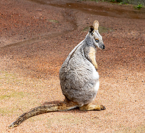 Yellow-footed Rock Wallaby In a wildlife park Australia,Geotagged,Petrogale xanthopus,Summer,Yellow-footed rock-wallaby