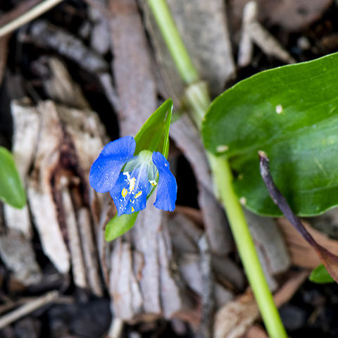Invasive garden creeper - Climbing dayflower  Australia,Climbing dayflower,Commelina diffusa,Geotagged,Summer
