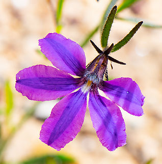Scaevola ramosissima - Purple Fan flower  Australia,Dune fan-flower,Geotagged,Purple fan-flower,Scaevola  calendulacea,Scaevola ramosissima,Summer