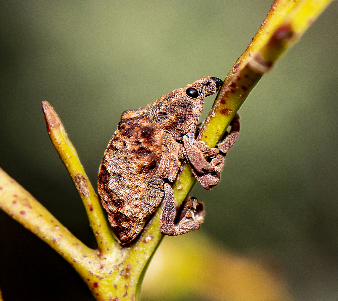 Gum Tree Weevil - Gonipterus scutellatus  Australia,Geotagged,Gonipterus scutellatus,Gum Tree Weevil,Summer