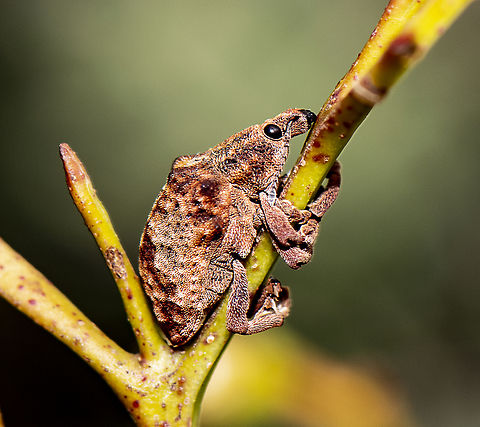 Gum Tree Weevil - Gonipterus scutellatus  Australia,Geotagged,Gonipterus scutellatus,Gum Tree Weevil,Summer