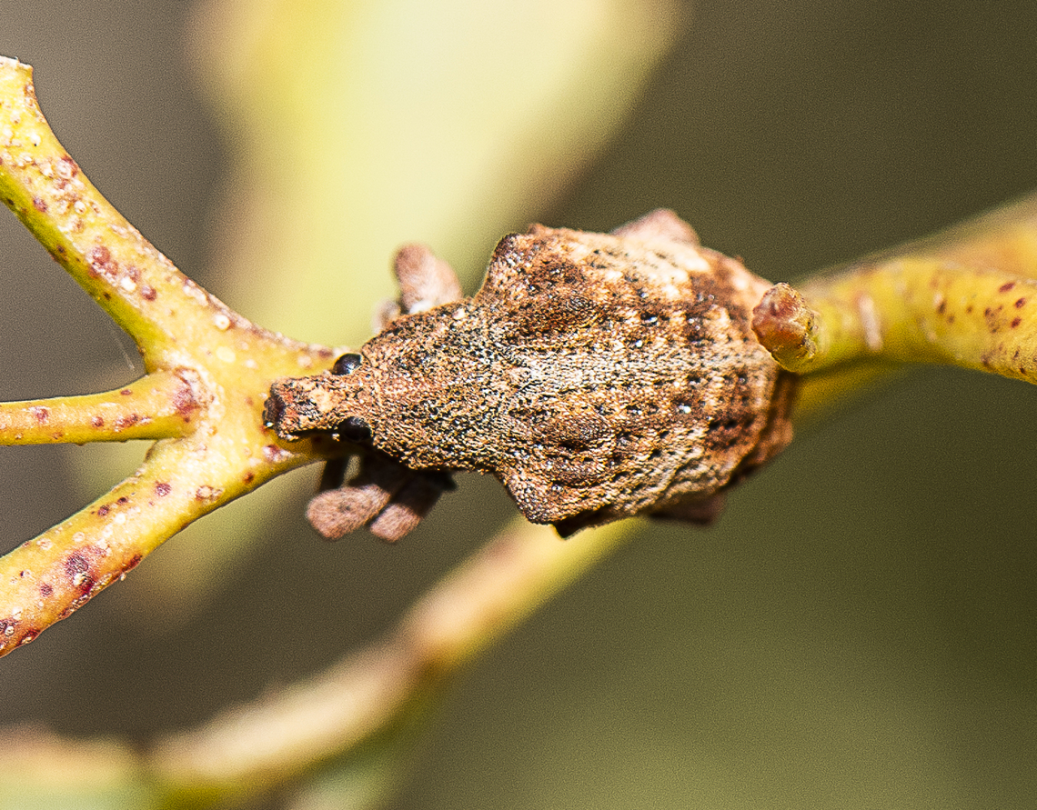 Gum Tree Weevil - Gonipterus scutellatus  Australia,Black Gum Tree Weevil,Geotagged,Gonipterus scutellatus,Gum Tree Weevil,Scotasmus parvicornis,Summer