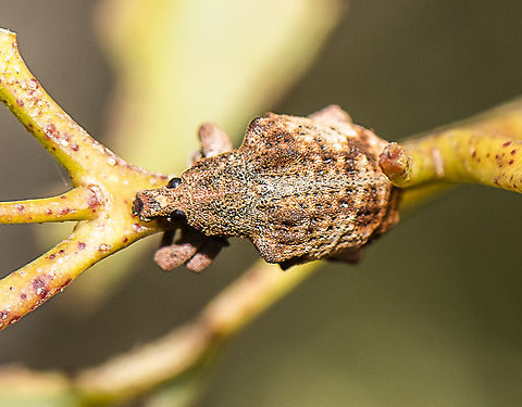 Gum Tree Weevil - Gonipterus scutellatus  Australia,Black Gum Tree Weevil,Geotagged,Gonipterus scutellatus,Gum Tree Weevil,Scotasmus parvicornis,Summer