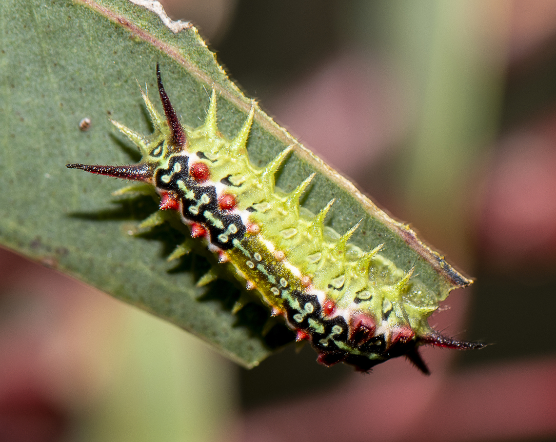 Four spotted cup moth - Doratifera quadriguttata  Australia,Doratifera quadriguttata,Four-Spotted Cup Moth,Geotagged,Summer