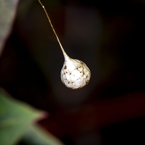 Egg Sac - Two tailed spiders  Australia,Geotagged,Summer