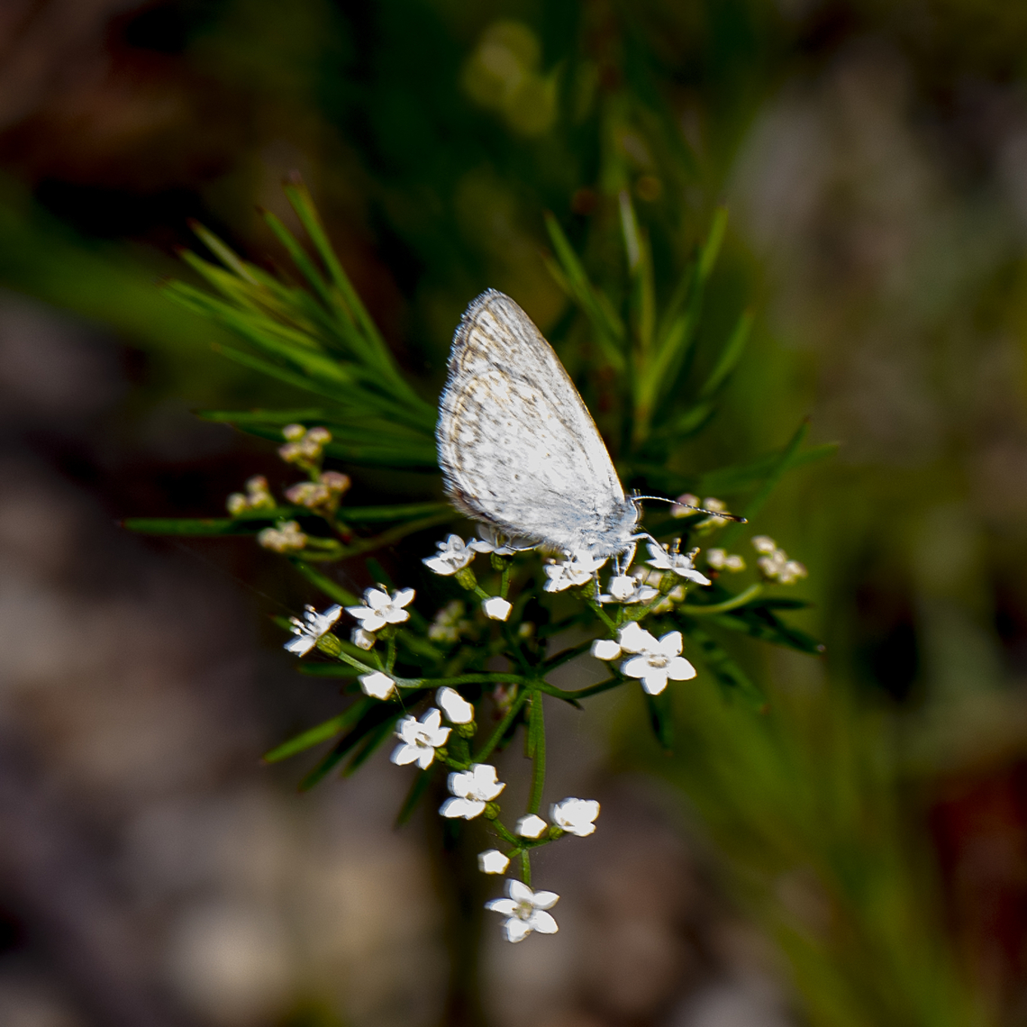 Tiny Flutterby - Zizina otis  Australia,Geotagged,Lesser grass blue,Summer,Zizina otis
