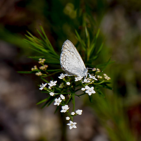 Tiny Flutterby - Zizina otis  Australia,Geotagged,Lesser grass blue,Summer,Zizina otis