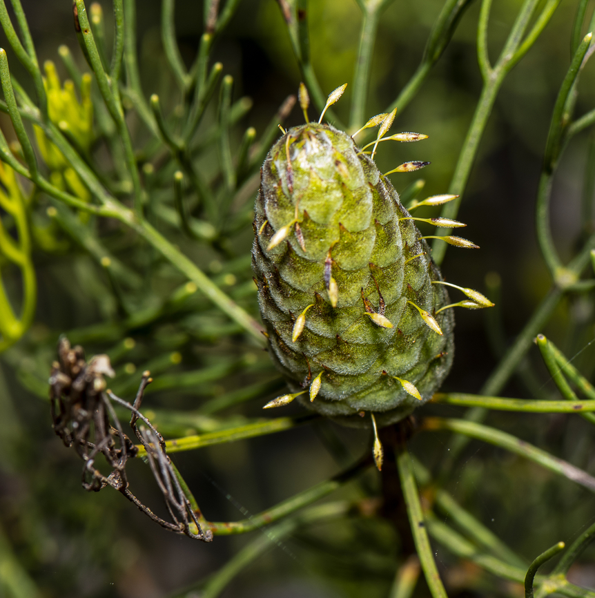Isopogon anethifolius  Australia,Broad-leaved drumsticks,Geotagged,Isopogon anemonifolius,Isopogon anethifolius,Narrow-leafed Drumstick,Summer