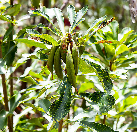 Telopea speciosissima - Waratah Apparently the NSW waratah is only found within a 200km range from Sydney. The seed pods grow to 8–15 cm (3–6 in) long. As the pods mature, they range from green, to yellow and finally turn russet red-brown. The pods become leathery before splitting open during early winter. The pods contain winged seeds inside.  Australia,Geotagged,Summer,Telopea speciosissima,Waratah