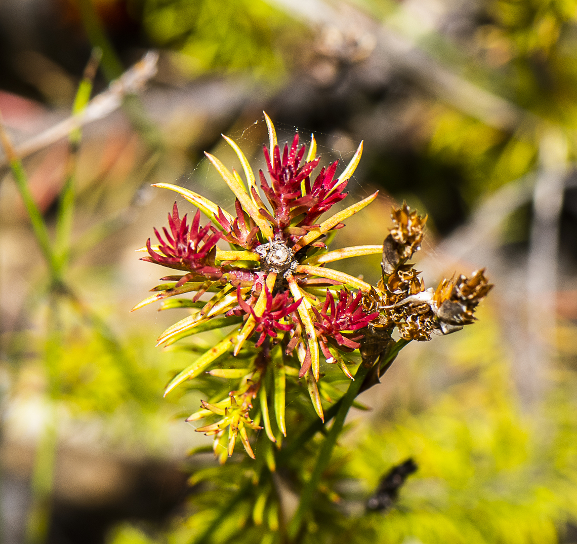 Red Flush - Heath Phyllota ?  Australia,Common Phyllota,Geotagged,Phyllota phylicoides,Summer
