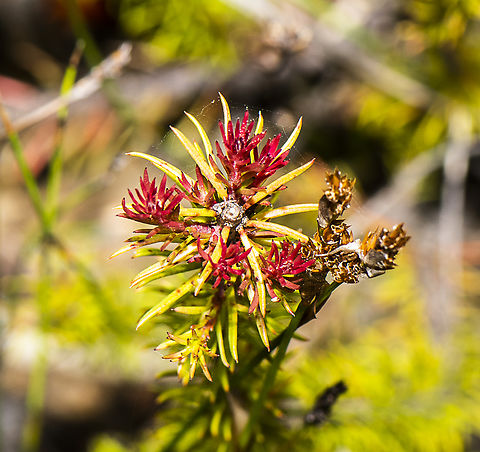Red Flush - Heath Phyllota ?  Australia,Common Phyllota,Geotagged,Phyllota phylicoides,Summer