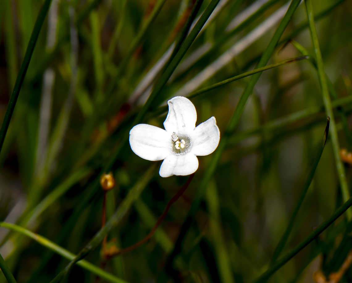 Varied Mitrewort - Mitrasacme polymorpha  Australia,Geotagged,Mitrasacme polymorpha,Summer,Varied Mitrewort