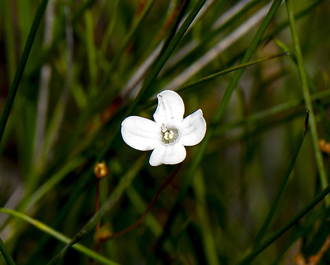 Varied Mitrewort - Mitrasacme polymorpha  Australia,Geotagged,Mitrasacme polymorpha,Summer,Varied Mitrewort