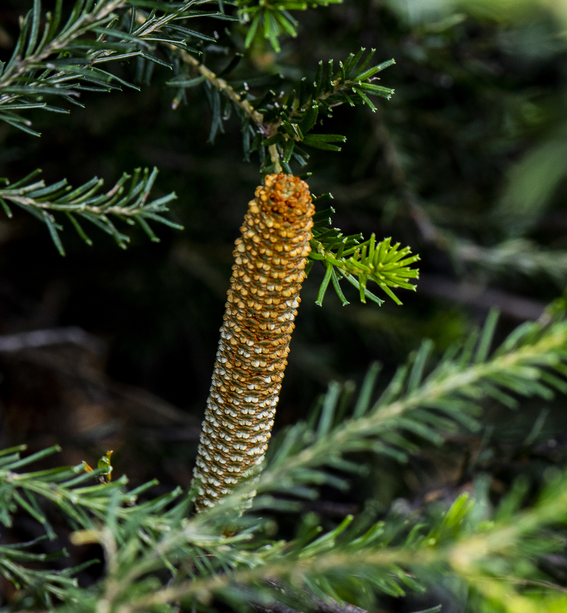 Banksia spinulosa  Australia,Banksia Spinulosa,Banksia spinulosa,Geotagged,Summer