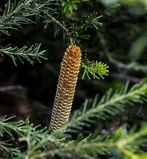 Banksia spinulosa  Australia,Banksia Spinulosa,Banksia spinulosa,Geotagged,Summer