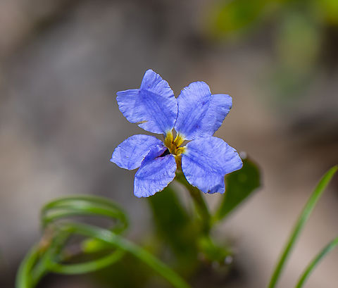 Blue Dampiera - Dampiera stricta  Australia,Blue Dampiera,Dampiera stricta,Geotagged,Summer