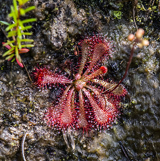 Drosera spatulata  Australia,Drosera spatulata,Geotagged,Spoon-leaved sundew,Summer,Winter