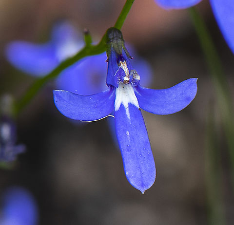 Toothed Lobelia