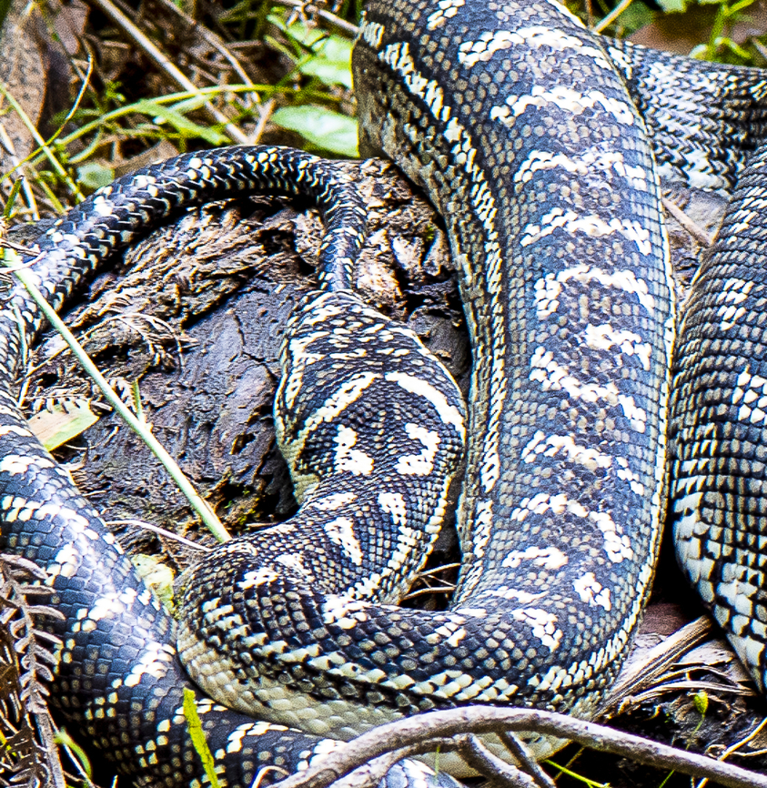 Diamond Python Head to tail Australia,Geotagged,Morelia (snake) spilota spilota,Morelia spilota spilota,Summer