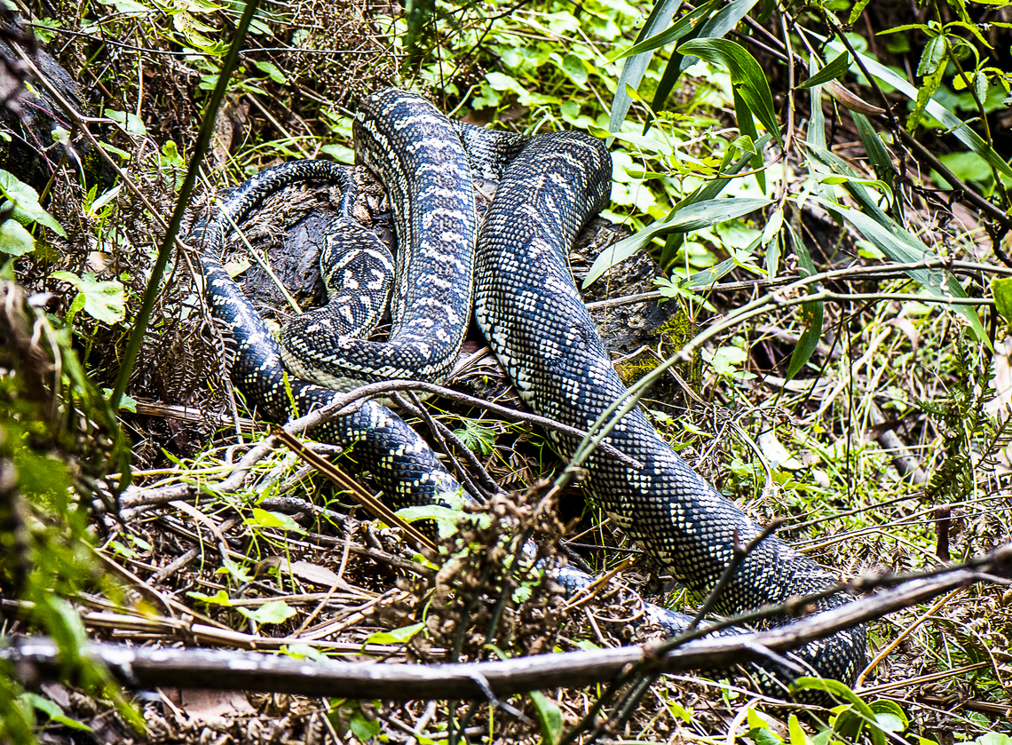Diamond Python  Australia,Geotagged,Morelia (snake) spilota spilota,Morelia spilota spilota,Summer