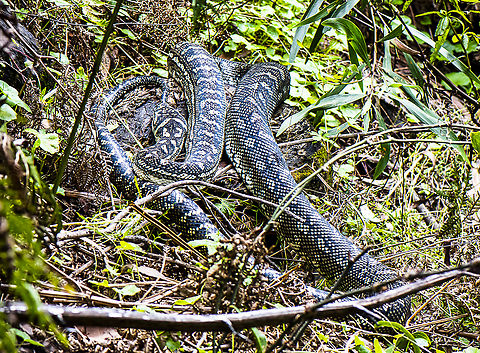 Diamond Python  Australia,Geotagged,Morelia (snake) spilota spilota,Morelia spilota spilota,Summer