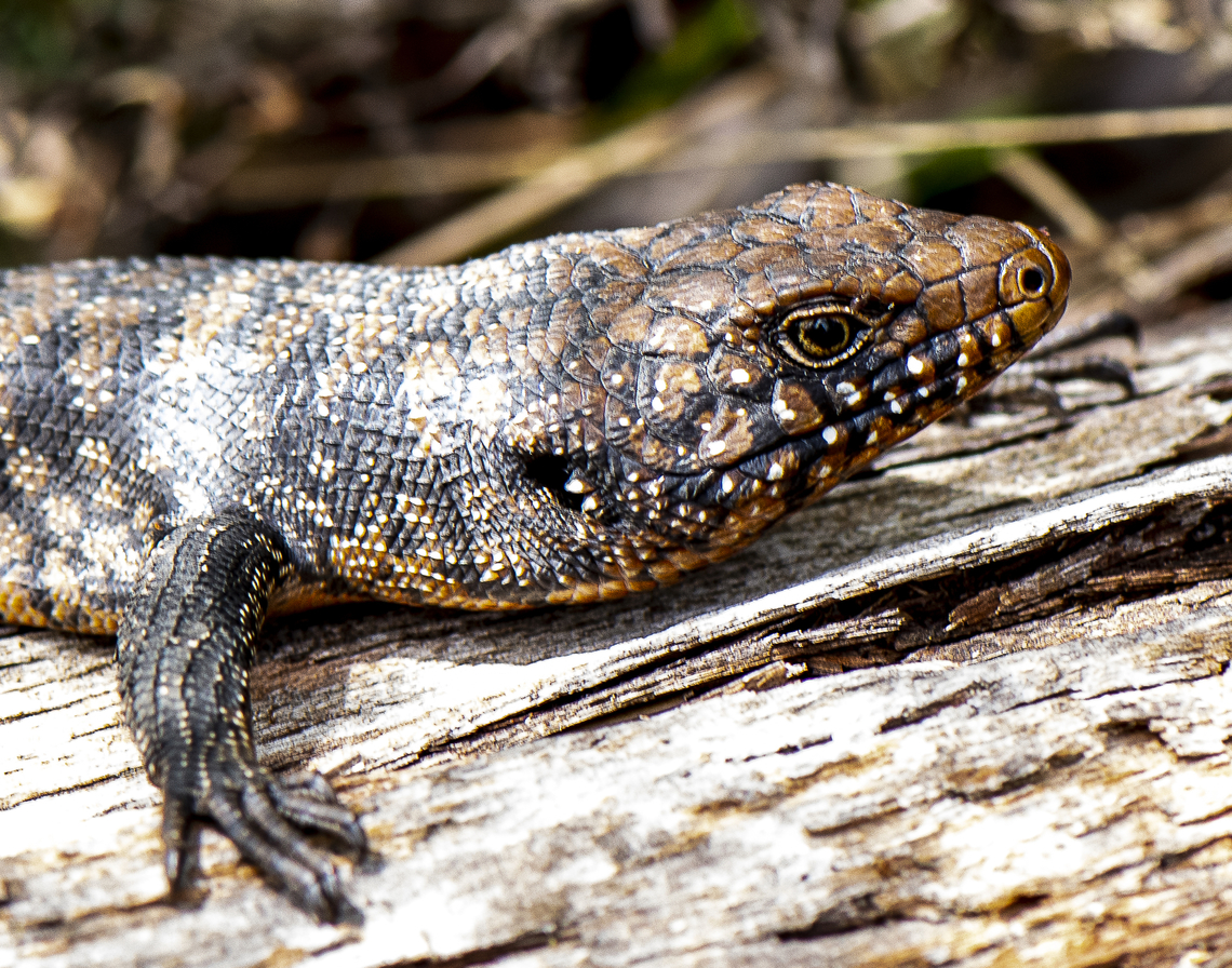 Cunningham's skink  Australia,Cunninghams skink,Egernia cunninghami,Geotagged,Summer