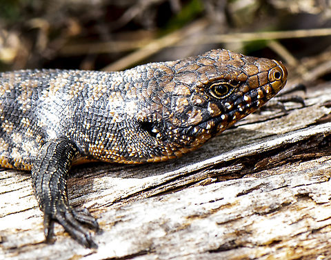Cunningham's skink Australia,Cunninghams skink,Egernia cunninghami,Geotagged,Summer