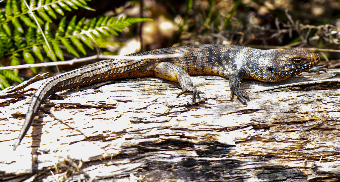 Cunningham's Skink This skink varies greatly in colour Australia,Cunninghams skink,Egernia cunninghami,Geotagged,Summer