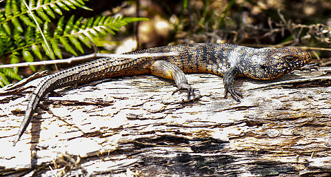 Cunningham's Skink This skink varies greatly in colour Australia,Cunninghams skink,Egernia cunninghami,Geotagged,Summer