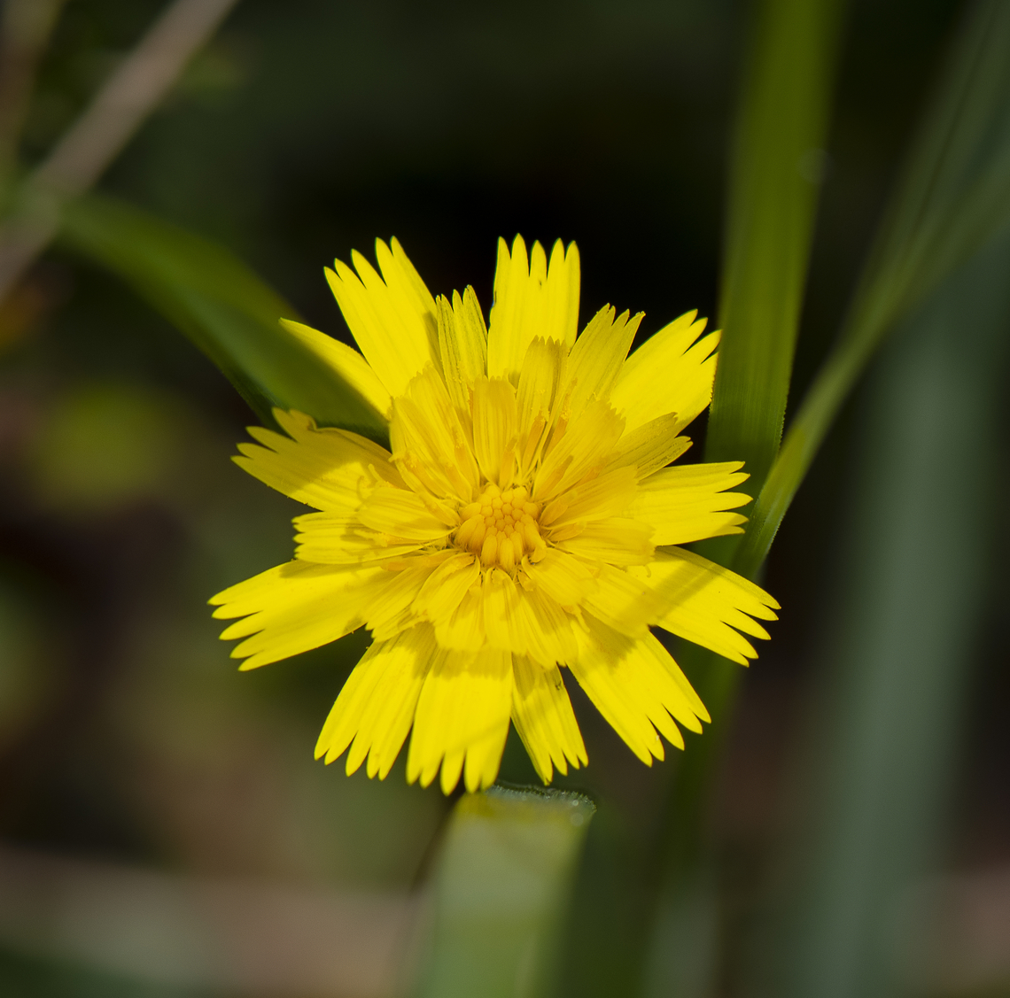 Yellow Beauty - Hypochaeris radicata  Australia,Catsear,Geotagged,Hypochaeris radicata,Microseris lanceolata,Summer,Yam daisy