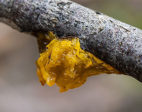 Yellow Fungus Tremella mesenterica  Australia,Geotagged,Summer,Tremella mesenterica