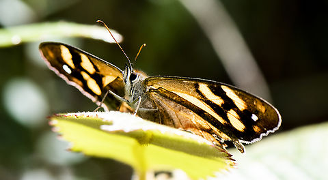 Bank's brown butterfly  Australia,Geotagged,Heteronympha banksii,Summer