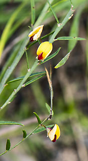 Delicate - Variable Bossiaea - Bossiaea heterophylla  Australia,Bossiaea heterophylla,Geotagged,Summer,Variable Bossiaea