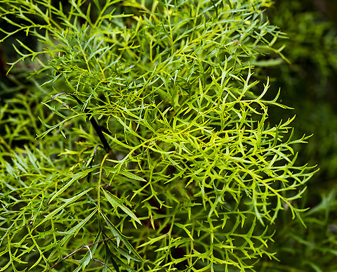Crinkle Bush - Lomatia silaifolia  Australia,Geotagged,Lomatia silaifolia,Summer