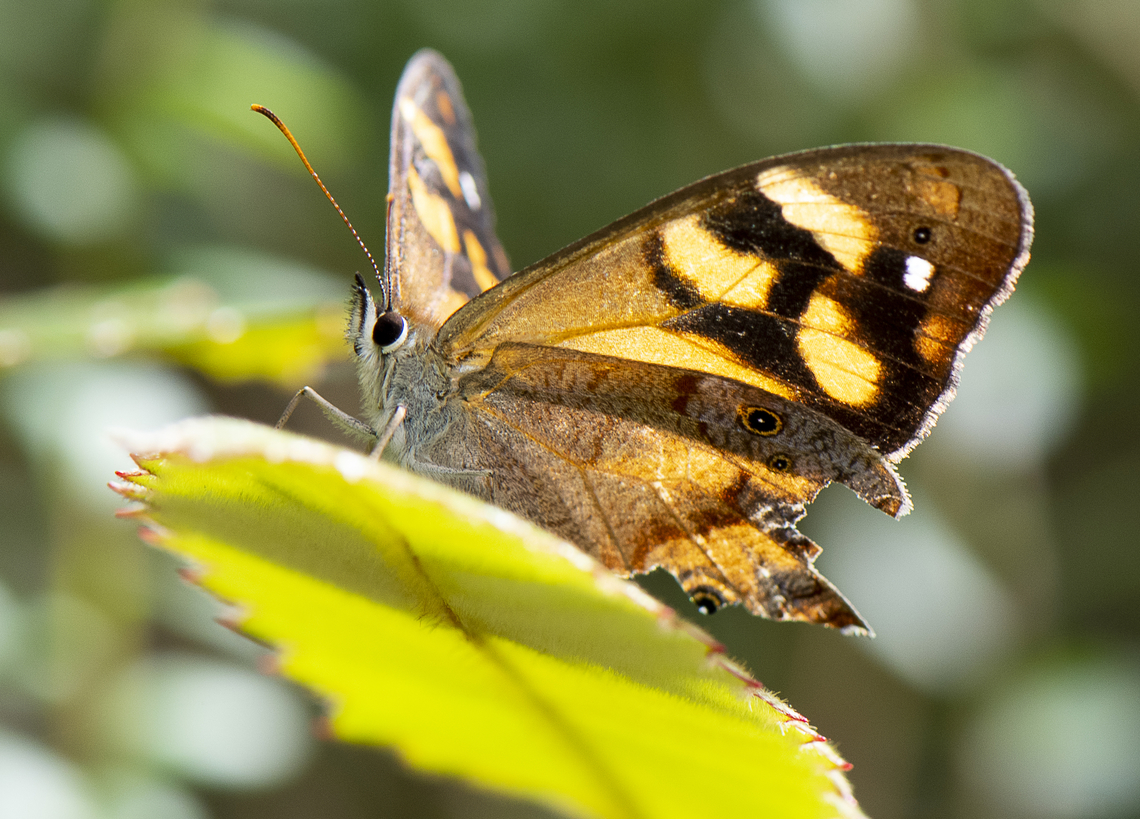 Bank's brown butterfly  Australia,Geotagged,Heteronympha banksii,Summer