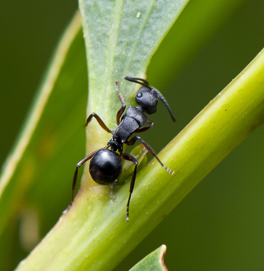 Ant - Toothed Spiny Ant - Polyrhachis phryne - Forel, 1907  Australia,Geotagged,Polyrhachis phryne,Spiny Ant,Summer