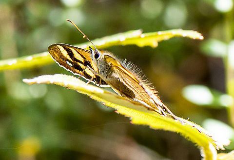 Hirsute Butterfly - Bank's brown butterfly I added this picture because I noticed the back needs a wax Australia,Geotagged,Heteronympha banksii,Summer