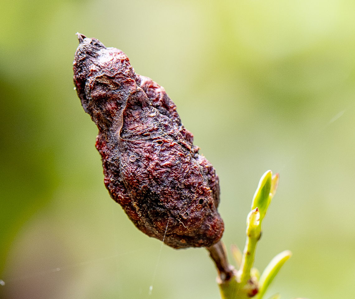 Chez wasp ?  Australia,Geotagged,Summer